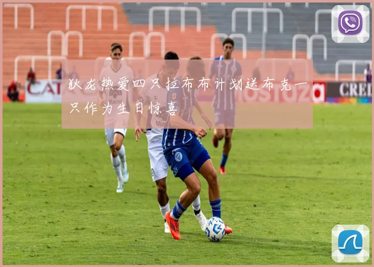 狄龙热爱四只拉布布计划送布克一只作为生日惊喜
